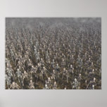 The Horde posters
