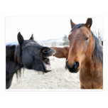 The Horse Pesterer Post Card