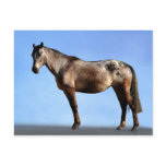 The Horse Pose Postcards