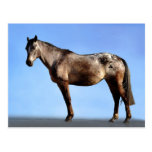 The Horse Pose Postcards