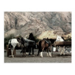 the Horses Post Card