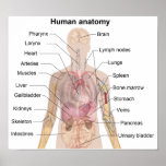 The Human Anatomy posters