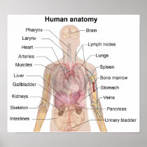 The Human Anatomy