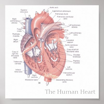 The Human Heart Poster by shuddap