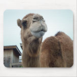 The Humpty Camel mousepads