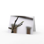 The Initial Cards