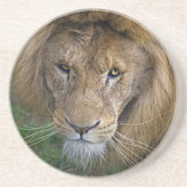 The King Coaster