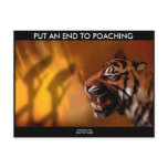 The King of Cats postcards