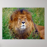 The King posters