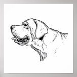 THE LABRADOR posters
