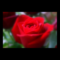 The Last Rose Of Summer posters