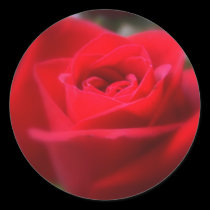 The Last Rose Of Summer stickers