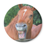 The Laughing Horse magnets