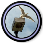 The Launch Button