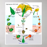 The Life Cycle of a Floral Plant Angiosperm Chart posters