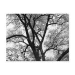 The Limbs of Nature Postcards