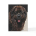 The Linderhof Newfie cards