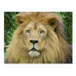 The Lion Post Card