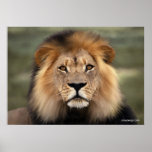 The Lion Print