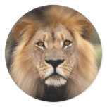 The Lion Sticker