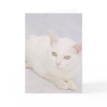 The Little White Cat