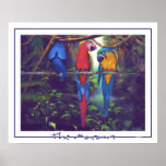 The Macaws - Poster