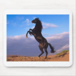 The majestic black stallion