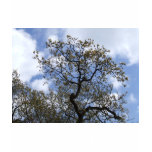The Major Oak t-shirts
