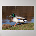 The Mallard posters