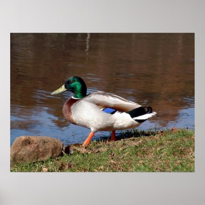 The Mallard Print by jlcst