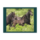 The Mares Postcard