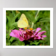 "The Mellow Yellow One" Butterfly Photography Print