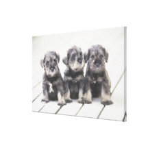 The Miniature Schnauzer is a breed of small dog Canvas Prints