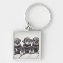 The Miniature Schnauzer is a breed of small dog Key Chain