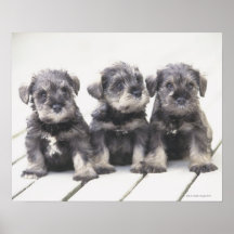 The Miniature Schnauzer is a breed of small dog Print