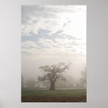 The Misty Morning in Mote Park Posters