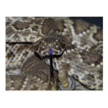 The Mojave Rattler Looking Me Head On Postcard