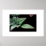 The Moment/Nature in Rain Poster