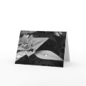 The Moment/Raindrops on Leaves B&W cards