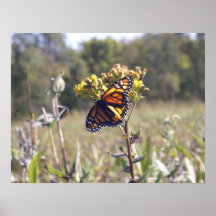 The Monarch of Prairie Park Posters