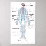The Nervous System posters