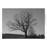The New Jersey Devil's Tree cards