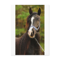 The Noble Arabian Postcards