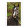 The Noble Arabian Postcards