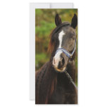 The Noble Arabian rack cards