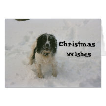 The Nowzad Dogs Christmas Card (1)