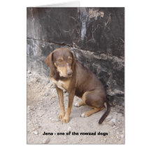 The Nowzad Dogs greeting card