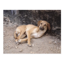 The Nowzad Dogs postcard RPG
