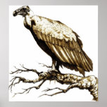 The Old Buzzard Posters