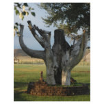 The old tree flyers